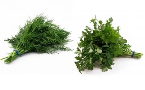 Parsley Dill - Fresh parsley