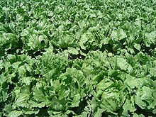 Lettuce,Lizard's tail,Melokhia,Mizuna greens,Mustard,New Zealand Spinach,Oranche,Pak choy,Paracr