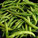 Fresh Vegetables Green Beans