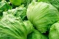 Iceberg Lettuce