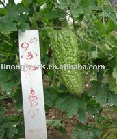 Crossbred No1 bitter melon seeds(Z184)