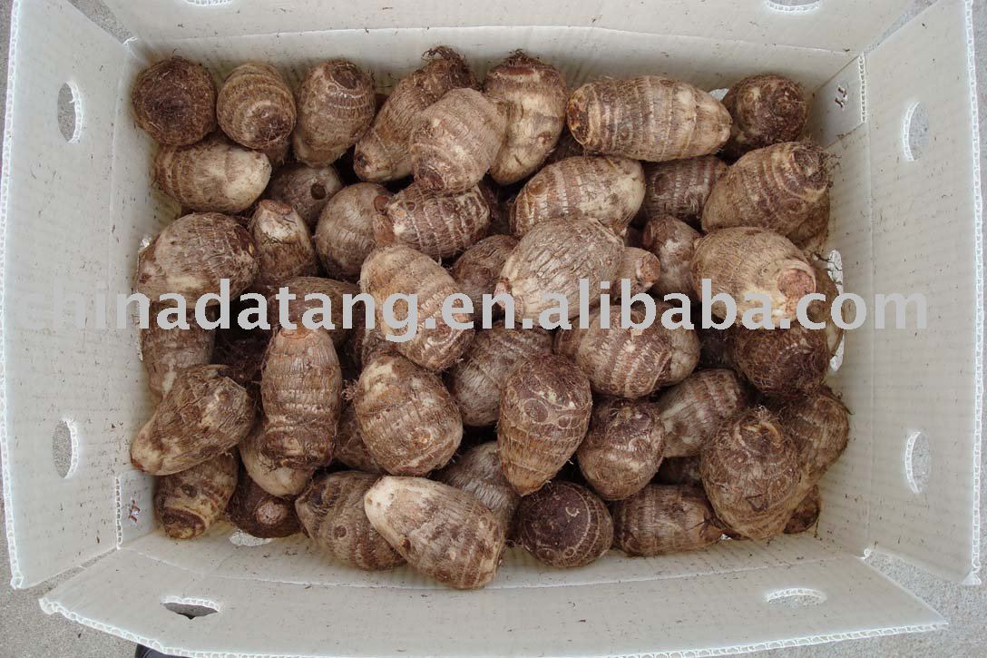 hot sale Fresh taro