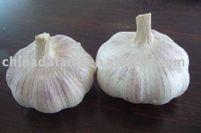 new season high quality fresh garlic