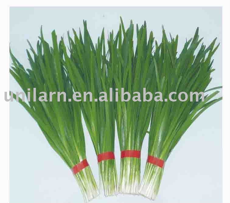 Leek