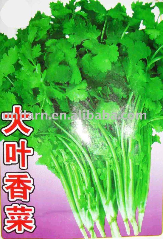 Big- leaf   parsley 