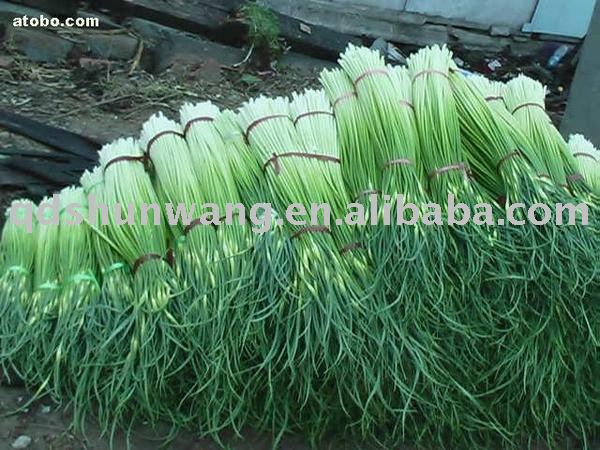 garlic stem