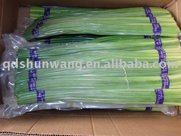 garlic sprout