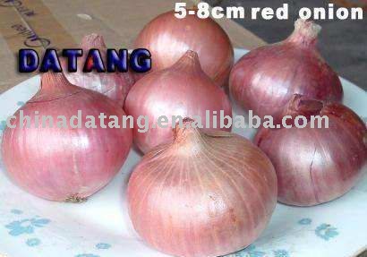 hot sale,fresh red onion 2011 new corp