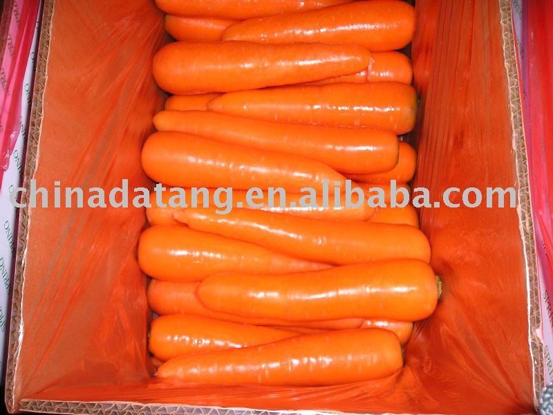 fresh carrot in hot sale!!