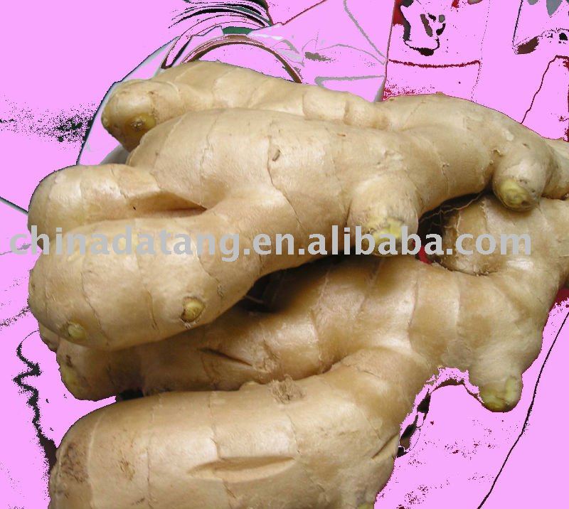 fresh ginger clean, no insect pest, not perished, big body and thin skin
