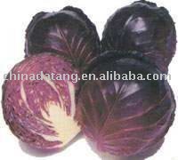  china  fresh  round   cabbage 