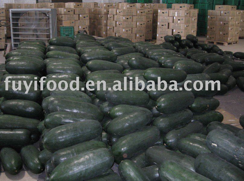 Fresh Wax Gourd
