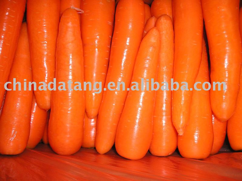 high quality fresh vegetable,fresh carrot in hot sale