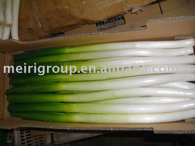fresh welsh onion