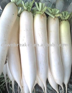Turnip (fresh turnip /white turnip )