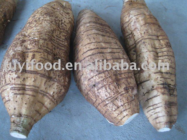 Radix Puerariae Thomsonii
