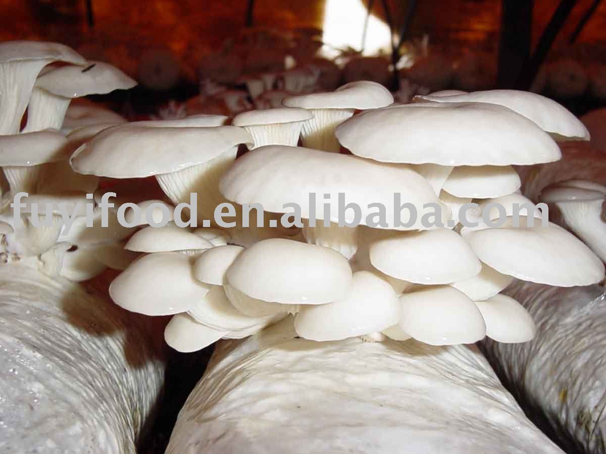  FRESH   KING   OYSTER   MUSHROOM 