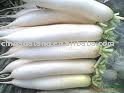 fresh white raddish,new crop in a very low price
