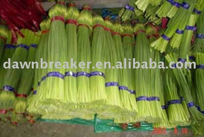 Fresh garlic sprout (garlic sprout / garlic sprouts )