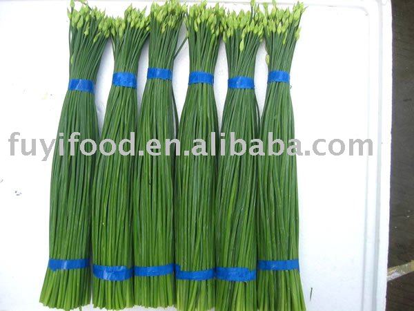  FRESH   CHIVES  FLOWER