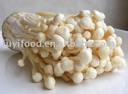  FRESH   ENOKI   MUSHROOM 