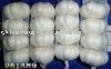 fresh normal white garlic with good quality