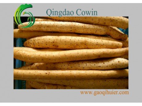 FRESH CHINESE YAM