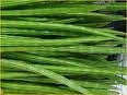  farm  fresh drumsticks