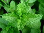 farm fresh mint leaves