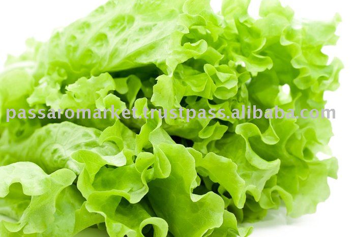 Green Lettuce