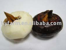  fresh   water   chestnut 