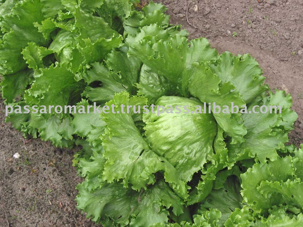 lettuce-india-price-supplier-21food