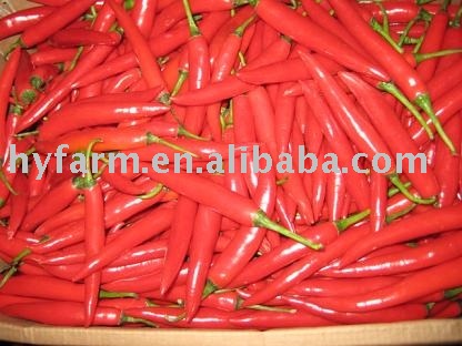 fresh  capsicum 
