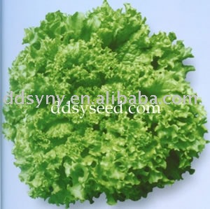 Sheng Yang Da Su Sheng lettuce seed