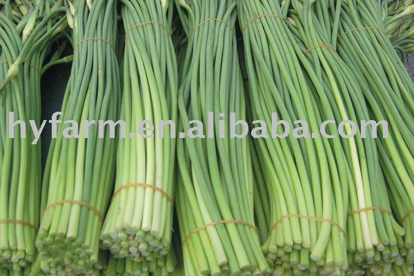fresh garlic sprouts