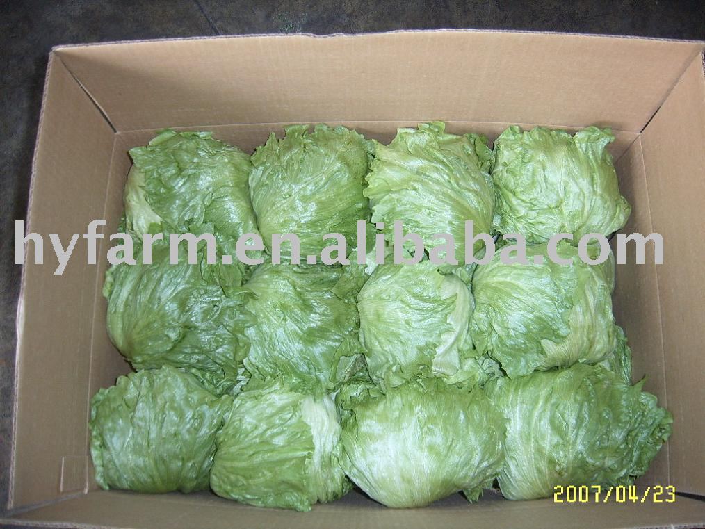 fresh iceberg lettuce