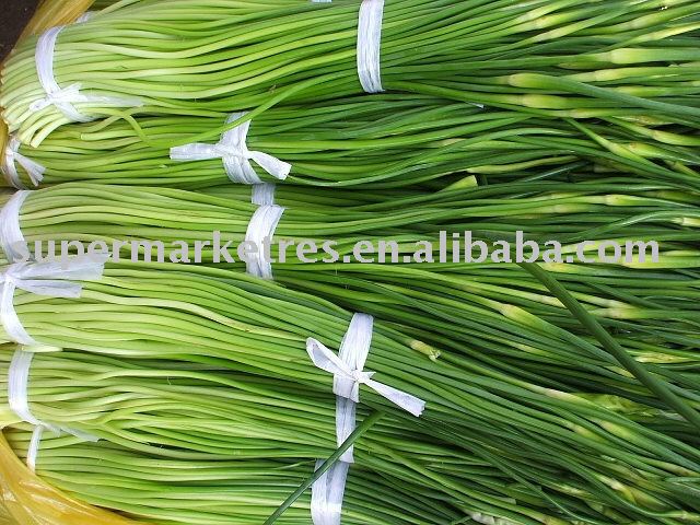 fresh garlic shoot