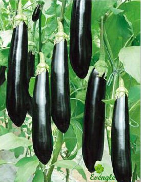 Fresh Eggplant/Top Quality Organic