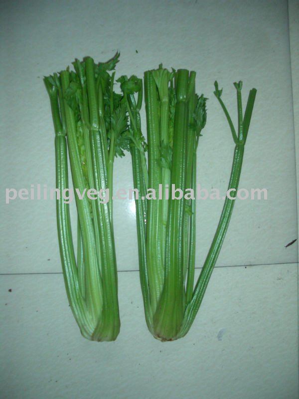 38cm shouguang fresh celery