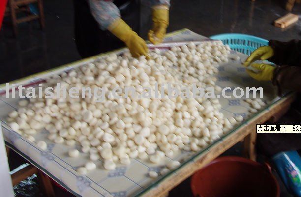 water chestnut