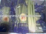 shandong fresh celery