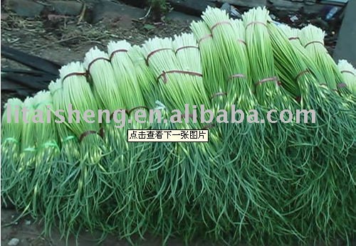  frozen   garlic   stem 