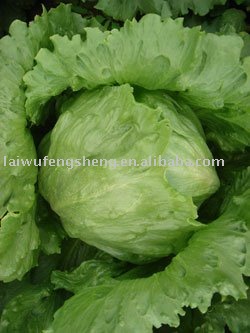 fresh lettuce