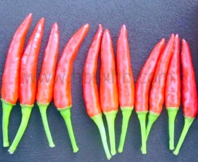 Chili Pepper