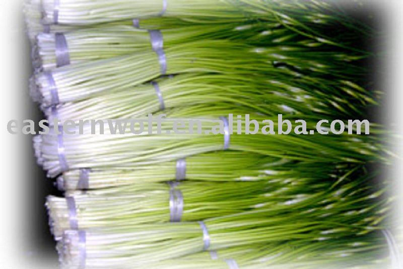Fresh Garlic Stem in Carton