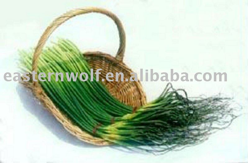 Chinese Fresh Garlic Stem in Carton