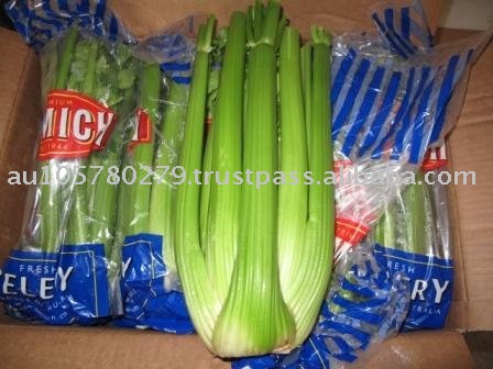 Celery,Australia price supplier - 21food