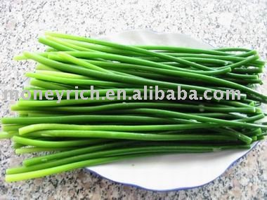 Garlic sprouts