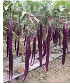 Eggplant  -  Gaoxiong No.2
