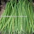 Vegetable   Drumstick 